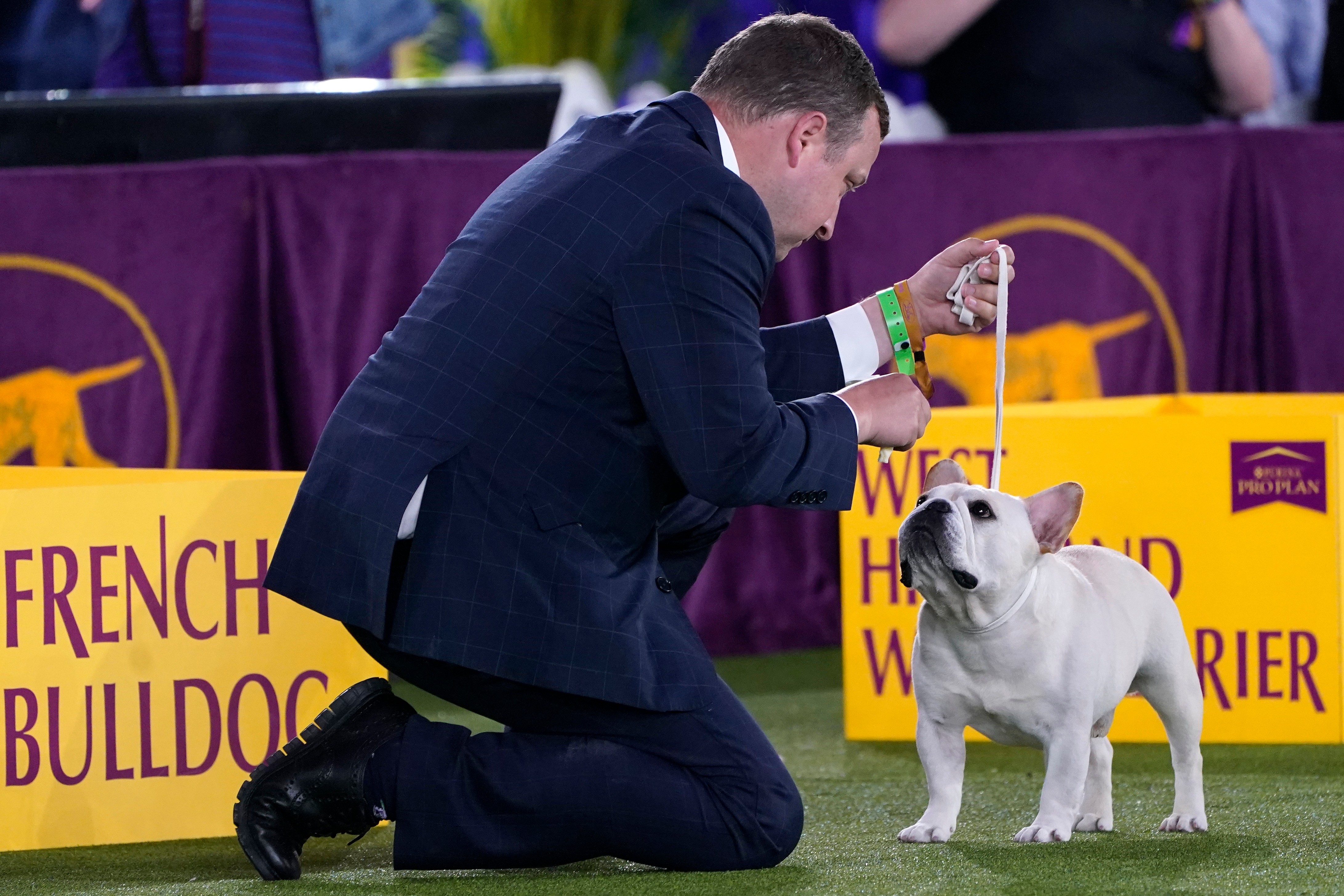 Barry Bonds: Home run king enters schnauzer in Westminster Dog Show