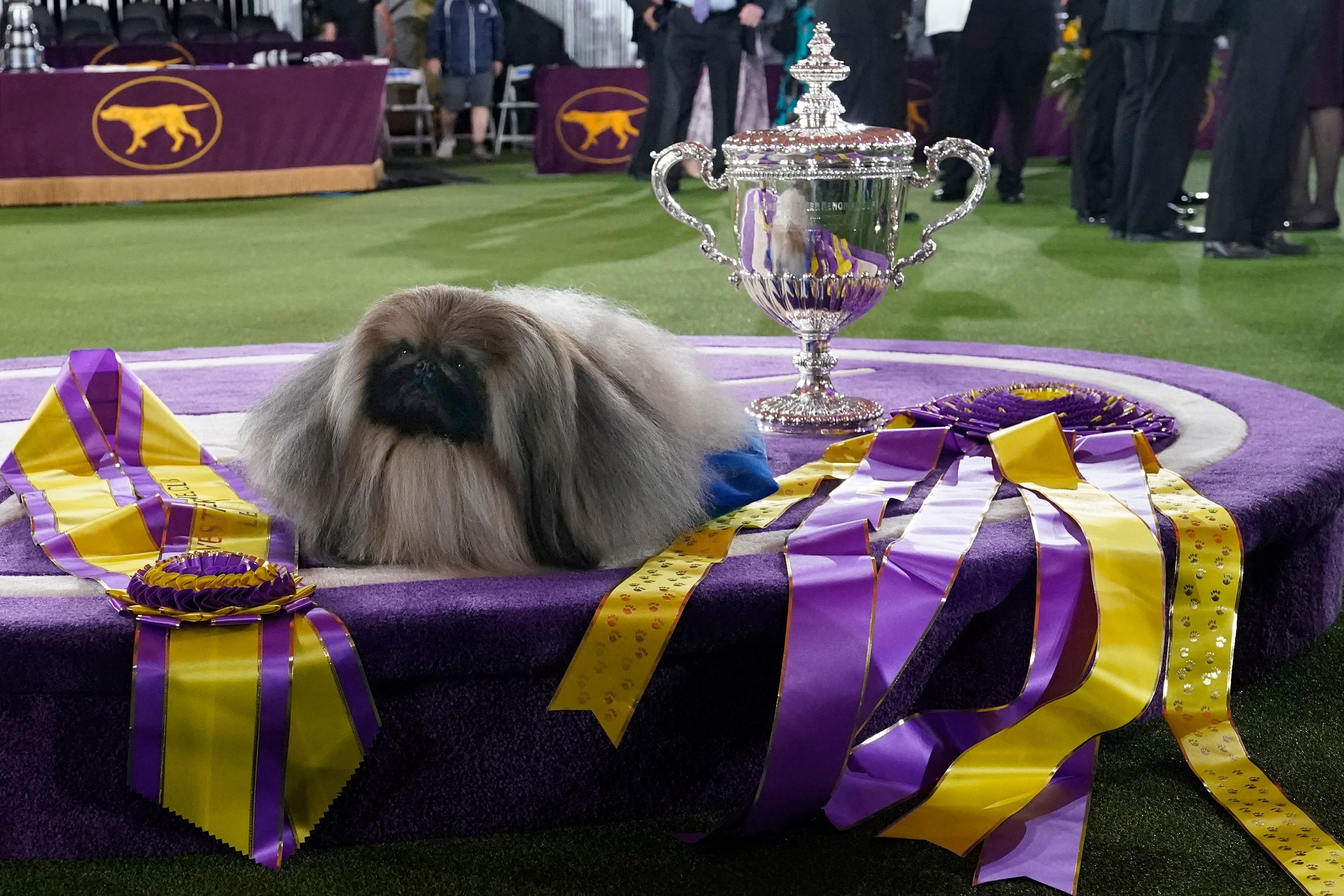 Wasabi, a Pekingese, rests on the winner's podium with its trophy and ribbons after winning Best in Show at the Westminster Kennel Club dog show.(AP) Wasabi, a Pekingese, rests on the winner's podium with its trophy and ribbons after winning Best in Show at the Westminster Kennel Club dog show.(AP)