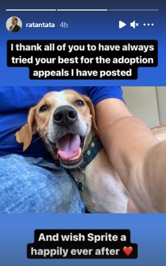 Ratan Tata shared a pic of a happy Sprite ready to settle in his new home. (Instagram/@ratantata)