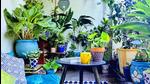 Denizens say tending to their plants and watching new life grow gives a sense of positivity during these grim times. (Instagram/desifoody) Denizens say tending to their plants and watching new life grow gives a sense of positivity during these grim times. (Instagram/desifoody)