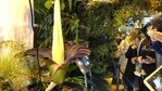 People come to see the rare blooming of the endangered Sumatran Titan arum, or the corpse flower, that is in fool bloom for just a few hours, emitting rotten meat odor, at the Warsaw University Botanical Gardens, in Warsaw, Poland, on Sunday, June 13, 2021. Hundreds of people waited for hours in cold wind to see the unusual flower, also known as Amorphophallus titanium, whose blooming is unpredictable and once in many years. Botanical gardens around the world help preserve this giant among flowers.(AP) People come to see the rare blooming of the endangered Sumatran Titan arum, or the corpse flower, that is in fool bloom for just a few hours, emitting rotten meat odor, at the Warsaw University Botanical Gardens, in Warsaw, Poland, on Sunday, June 13, 2021. Hundreds of people waited for hours in cold wind to see the unusual flower, also known as Amorphophallus titanium, whose blooming is unpredictable and once in many years. Botanical gardens around the world help preserve this giant among flowers.(AP)