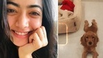 Rashmika Mandanna's upcoming Hindi film Goodbye also stars Amitabh Bachchan. Rashmika Mandanna's upcoming Hindi film Goodbye also stars Amitabh Bachchan.