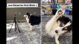 The image shows Secret the doggo filming a dance video.