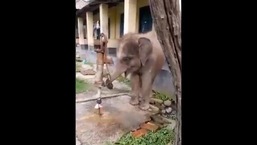 Baby elephant uses its trunk to push the handle of the hand pump.