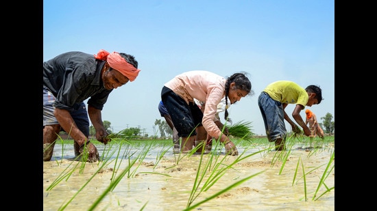 The villagers said that there are more than 350 active cultivators in the village, of which more than 70 people are in favour not to cultivate paddy this time, two dozen farmers want to grow water guzzler paddy and the remaining are mum on this issue. (PTI) The villagers said that there are more than 350 active cultivators in the village, of which more than 70 people are in favour not to cultivate paddy this time, two dozen farmers want to grow water guzzler paddy and the remaining are mum on this issue. (PTI)