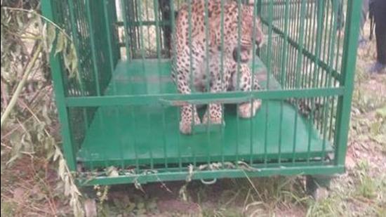 Budgam deputy commissioner Shabaz Mirza tweeted the picture of the leopard, which was caught after several-days in Jammu and Kashmir. Sourced Photo Budgam deputy commissioner Shabaz Mirza tweeted the picture of the leopard, which was caught after several-days in Jammu and Kashmir. Sourced Photo