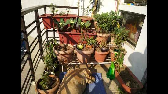 With enough care, you can even grow vegetables in your garden. (Instagram/dipti.mudaliar) With enough care, you can even grow vegetables in your garden. (Instagram/dipti.mudaliar)
