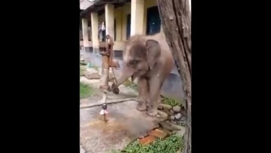 Baby elephant uses its trunk to push the handle of the hand pump.(Twitter/@ParveenKaswan)