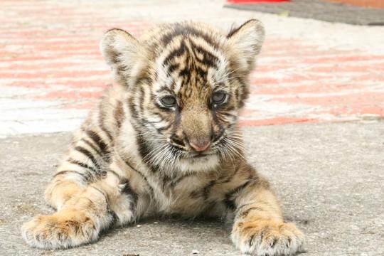 Mangala, the eight-month-old tiger cub, was found abandoned near Mangala Devi Kannagi Temple in Thekkady. (Ht Photo/Sourced) Mangala, the eight-month-old tiger cub, was found abandoned near Mangala Devi Kannagi Temple in Thekkady. (Ht Photo/Sourced)