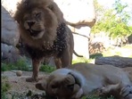 The image shows two lions playing in wood chips.