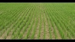 In eight districts, farmers will grow paddy on 20,000 acres using the cost-effective direct seeding of rice technique. (HT Photo) In eight districts, farmers will grow paddy on 20,000 acres using the cost-effective direct seeding of rice technique. (HT Photo)