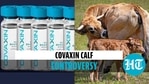 Does Covaxin have newborn calf serum? Govt clarifies as RTI document goes viral Does Covaxin have newborn calf serum? Govt clarifies as RTI document goes viral