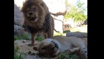 The image shows two lions playing in wood chips.(Twitter/@oregonzoo) The image shows two lions playing in wood chips.(Twitter/@oregonzoo)