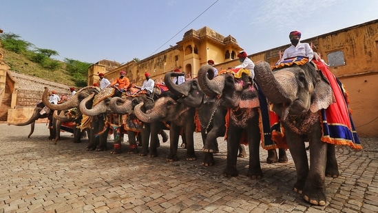 Mahouts with their elephants wait for tourists at the Amer Fort, in Jaipur, on June 16.(PTI)