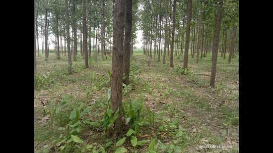 The crop requires less water, and as the region is an industrial hub of plywood and related products, turmeric is grown along with poplar trees. (HT Photo) The crop requires less water, and as the region is an industrial hub of plywood and related products, turmeric is grown along with poplar trees. (HT Photo)