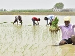 Overall, planting of summer crops this year has been higher by nearly 38% than the previous year. (Sameer Sehgal/HT) Overall, planting of summer crops this year has been higher by nearly 38% than the previous year. (Sameer Sehgal/HT)