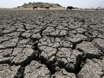 2021 Desertification and Drought Day: The United Nations has put the focus on turning degraded land into healthy land. (File Photo / REUTERS) 2021 Desertification and Drought Day: The United Nations has put the focus on turning degraded land into healthy land. (File Photo / REUTERS)