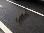 The image shows the mama duck with her ducklings crossing a Brooklyn street.(Twitter/@BrooklynSpoke)