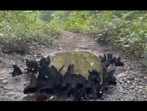 The image shows the black butterflies fluttering over the puddle.(Twitter/@parveenkaswan) The image shows the black butterflies fluttering over the puddle.(Twitter/@parveenkaswan)
