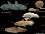 Coelacanths, which have been around for 400 million years, were thought extinct until they were found alive in 1938 off South Africa.. (Marc Herbin/MNHN via AP)(AP)