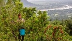 A Kashmiri farmer plucks cherries at an orchard in Waliwar village, north east of Srinagar, Indian controlled Kashmir, Wednesday, June 16, 2021. Cherry farmers in Kashmir who were not able get most of their produce to the markets last year because of the COVID-19 pandemic are hoping for good returns this year.(AP) A Kashmiri farmer plucks cherries at an orchard in Waliwar village, north east of Srinagar, Indian controlled Kashmir, Wednesday, June 16, 2021. Cherry farmers in Kashmir who were not able get most of their produce to the markets last year because of the COVID-19 pandemic are hoping for good returns this year.(AP)