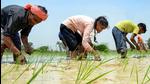 Bihar is hoping for a good kharif crop this year due to early rains. (PTI Photo) Bihar is hoping for a good kharif crop this year due to early rains. (PTI Photo)