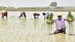 Overall, planting of summer crops this year has been higher by nearly 38% than the previous year. (Sameer Sehgal/HT) Overall, planting of summer crops this year has been higher by nearly 38% than the previous year. (Sameer Sehgal/HT)