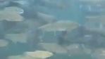 CM Conrad Sangma’s video of fish sanctuary in Meghalaya’s Garo Hills amused many.