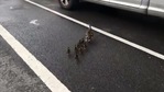 The image shows the mama duck with her ducklings crossing a Brooklyn street.