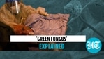'Green fungus' explained 'Green fungus' explained