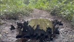 The image shows the black butterflies fluttering over the puddle.(Twitter/@parveenkaswan) The image shows the black butterflies fluttering over the puddle.(Twitter/@parveenkaswan)