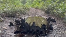 The image shows the black butterflies fluttering over the puddle.