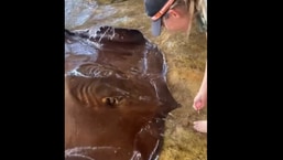 Elise Furness feeding the freshwater whipray.