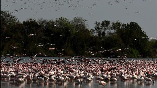 Flamingos have been flocking to Mumbai for close to three decades, and though experts maintain they have probably visited in smaller groups earlier, the first large congregation (about 8,000 birds) was observed only in 1994 (HT PHOTO) Flamingos have been flocking to Mumbai for close to three decades, and though experts maintain they have probably visited in smaller groups earlier, the first large congregation (about 8,000 birds) was observed only in 1994 (HT PHOTO)