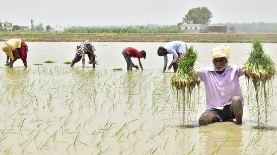 Overall, planting of summer crops this year has been higher by nearly 38% than the previous year. (Sameer Sehgal/HT)