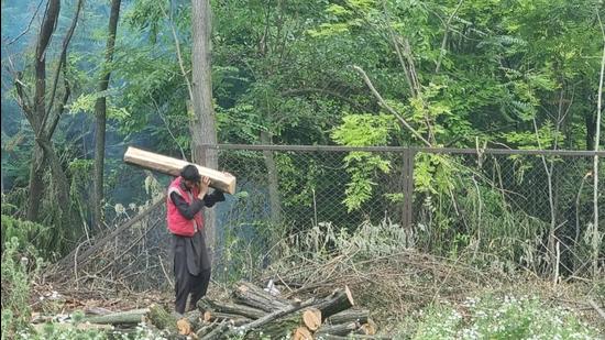 A man carries a log at the forest nursery in Budgam’s Ompura locality. (HT Photo) A man carries a log at the forest nursery in Budgam’s Ompura locality. (HT Photo)