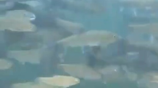 CM Conrad Sangma’s video of fish sanctuary in Meghalaya’s Garo Hills amused many.(Instagram/@conrad_k_sangma)