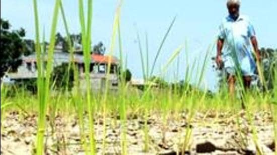 Approximately 915 Nagaland villages are affected by deficient rains. (Representative photo) Approximately 915 Nagaland villages are affected by deficient rains. (Representative photo)
