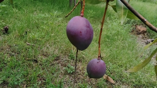 The Miyazaki mangoes in Madhya Pradesh couple's farm.(HT Photo)