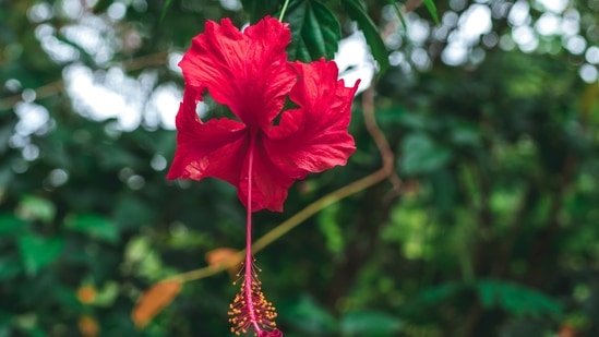 Hibiscus tint: You can also use hibiscus powder if you do not have the plant. Add a tablespoon of glycerine and water to a container and mix well. Add the hibiscus powder and 1/4 teaspoon of shea butter. Combine all the ingredients and leave it in the freezer.(Unsplash)