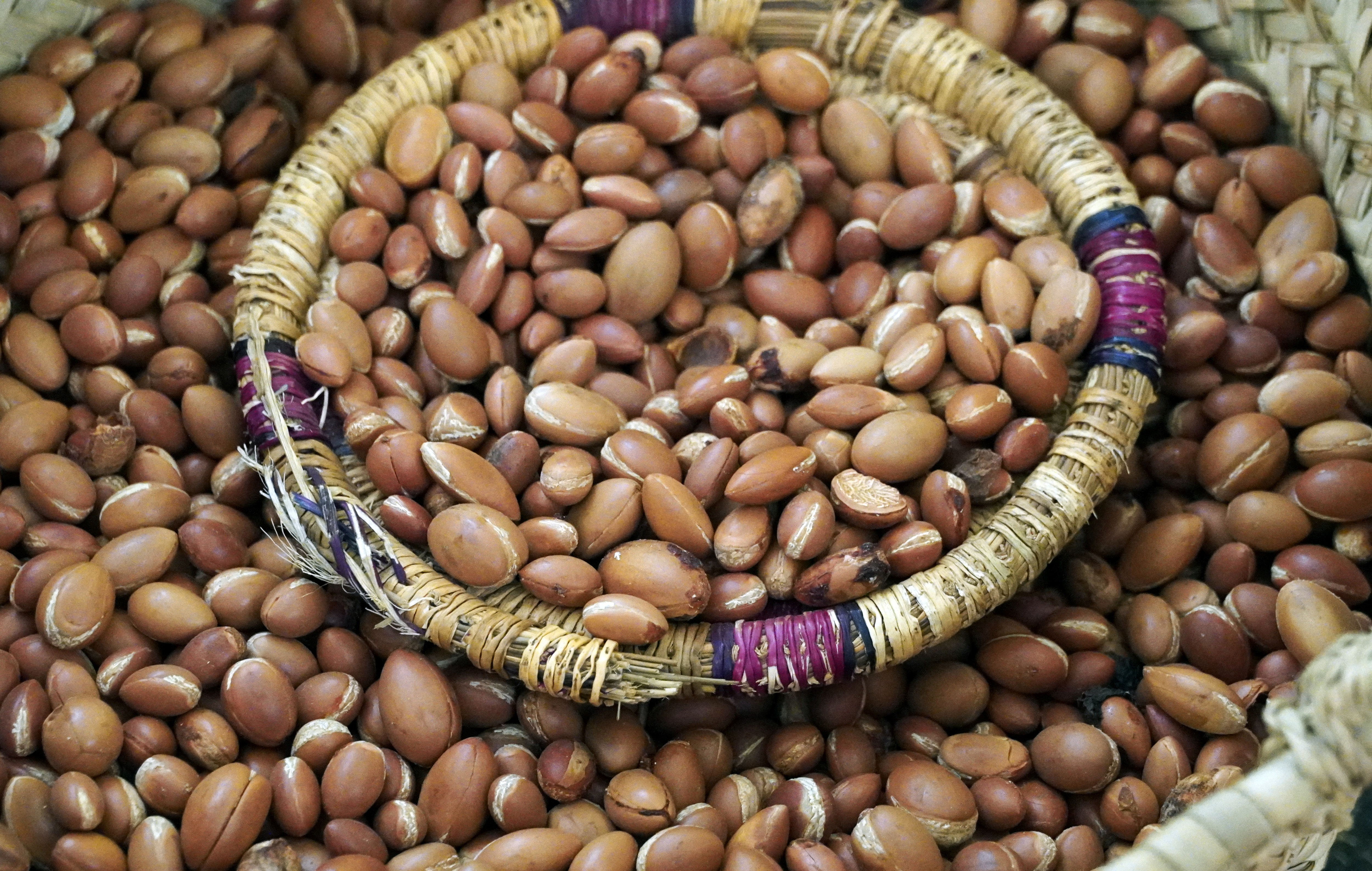 Argan nuts are pictured at Women's Agricultural Cooperative Taitmatine, in Tiout, near Taroudant, Morocco June 10, 2021. (REUTERS)