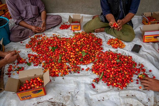 Kashmiri farmers pack freshly plucked cherries before sending them to a wholesale market in Waliwar village, north east of Srinagar, Indian controlled Kashmir, Wednesday, June 16, 2021. (AP)