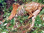 The 10-year-old tiger strayed away and killed a cow in a nearby village on Thursday. AFP The 10-year-old tiger strayed away and killed a cow in a nearby village on Thursday. AFP