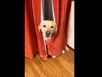 Magnus hides behind a pair of curtains to save himself from a vacuum cleaner(Instagram/@magnusthetherapydog) Magnus hides behind a pair of curtains to save himself from a vacuum cleaner(Instagram/@magnusthetherapydog)