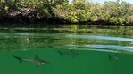Firefighters said the shark was apparently heading for the fishing line Thursday off Santa Rosa Beach, and possibly mistook the man for bait.(AP file photo) Firefighters said the shark was apparently heading for the fishing line Thursday off Santa Rosa Beach, and possibly mistook the man for bait.(AP file photo)