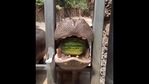Hippo holds the watermelon in its mouth before crushing it(Twitter/@SanAntonioZoo) Hippo holds the watermelon in its mouth before crushing it(Twitter/@SanAntonioZoo)