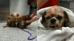 Transformation of the dog after the vets shave off his matter fur has wowed people.