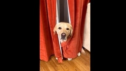 Magnus hides behind a pair of curtains to save himself from a vacuum cleaner