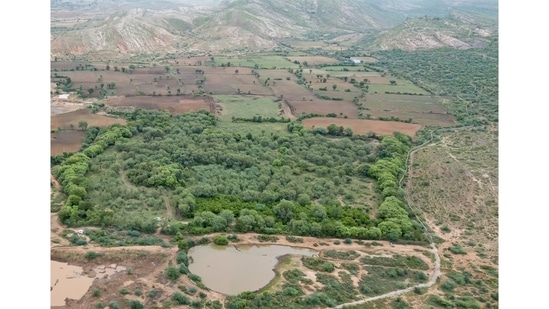 An aerial view of the result: one of the patches owned by the Singhs stands out amid the farmland in Bhadlav. The patch shows a clear distinction in growth patterns. “The trees on the borders grow first, because that part is usually left uncultivated,” says Aditya. “They form natural borders.”(Photo: Aditya Dicky Singh)