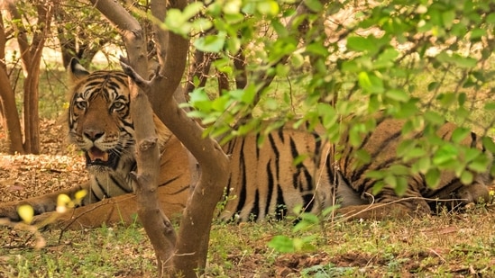 A tiger rests in the private forest nurtured by Aditya Singh and Poonam Singh in Bhadlav, Rajasthan. The big cats stay sometimes for four or five days, an indication that they feel safe here.(Photo: Aditya Dicky Singh)